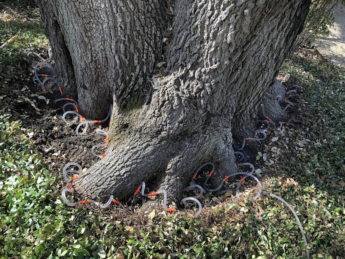 Detailed Tree Cabling and Bracing job site in Vance